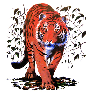 Тигр в зарослях